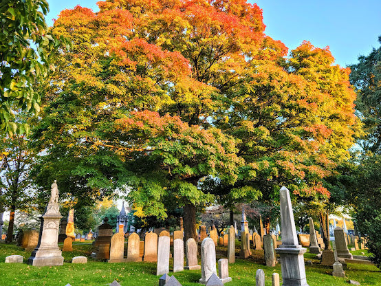 The cemetery in the autumn replete with autumn bedecked tree